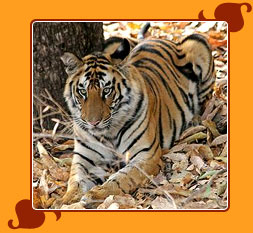 Bandhavgarh National Park