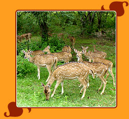 Bandipur National Park