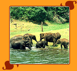 Periyar Wildlife Sanctuary